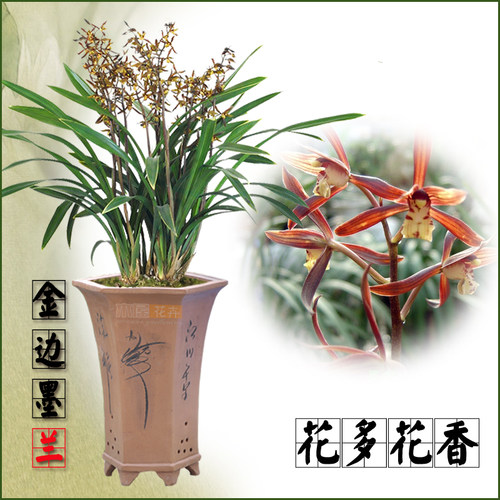 浓香金边兰花金嘴墨兰金华山