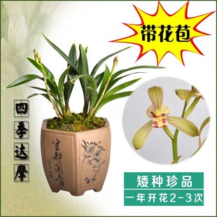兰禅月达摩爪带花苞 矮种建兰四季 浓香金边兰花送春迷你花卉盆栽