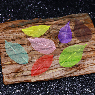 天然玉兰金刚叶脉镂空树叶干花植物标本diy学生手工材料拍摄道具