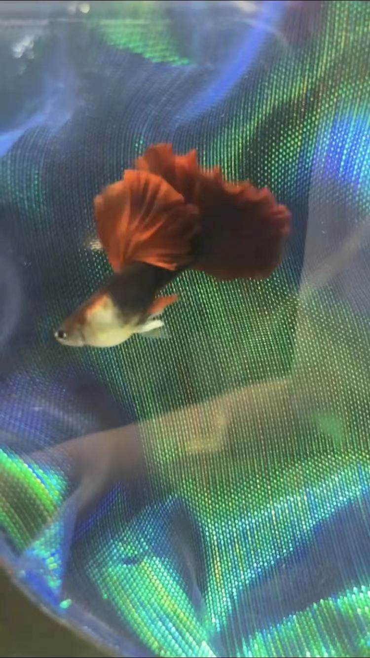 精品褶扇孔雀鱼稀有凤尾鱼热带小型淡水观赏鱼纯种活体热销