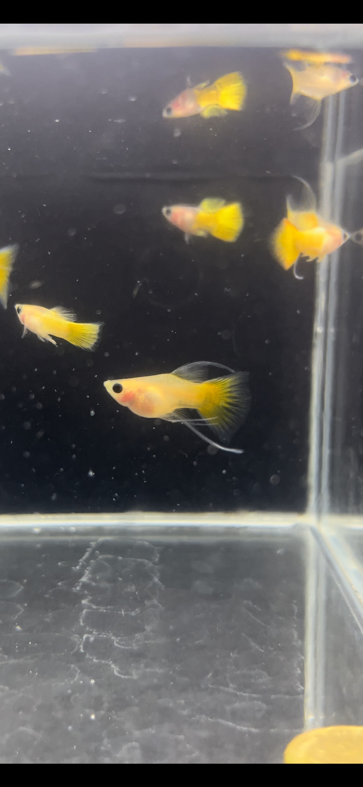 孔雀鱼进口黄金玻璃球猫凤尾鱼透明胎生鱼孕母小型热带观赏鱼活体