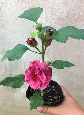 红色酒馆木槿花苗  红花盆栽法国红酒馆木槿可食用