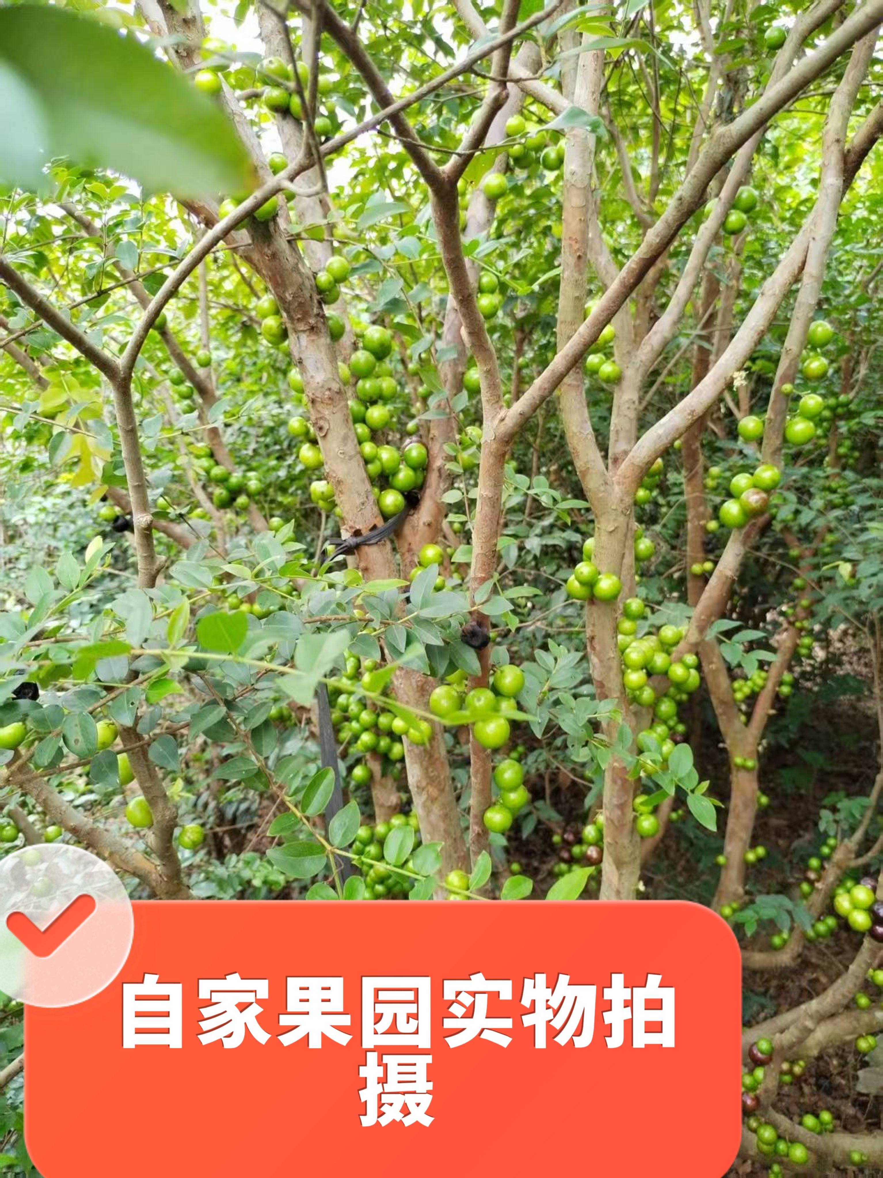 广西果苗嘉宝果树葡萄