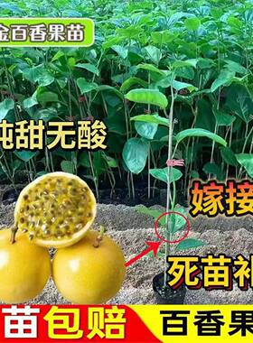 广西黄金九号百香果苗嫁接苗纯甜百香果苗当年结果中小苗超大苗