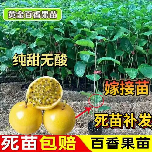 广西黄金九号百香果苗嫁接苗纯甜百香果苗当年结果中小苗超大苗