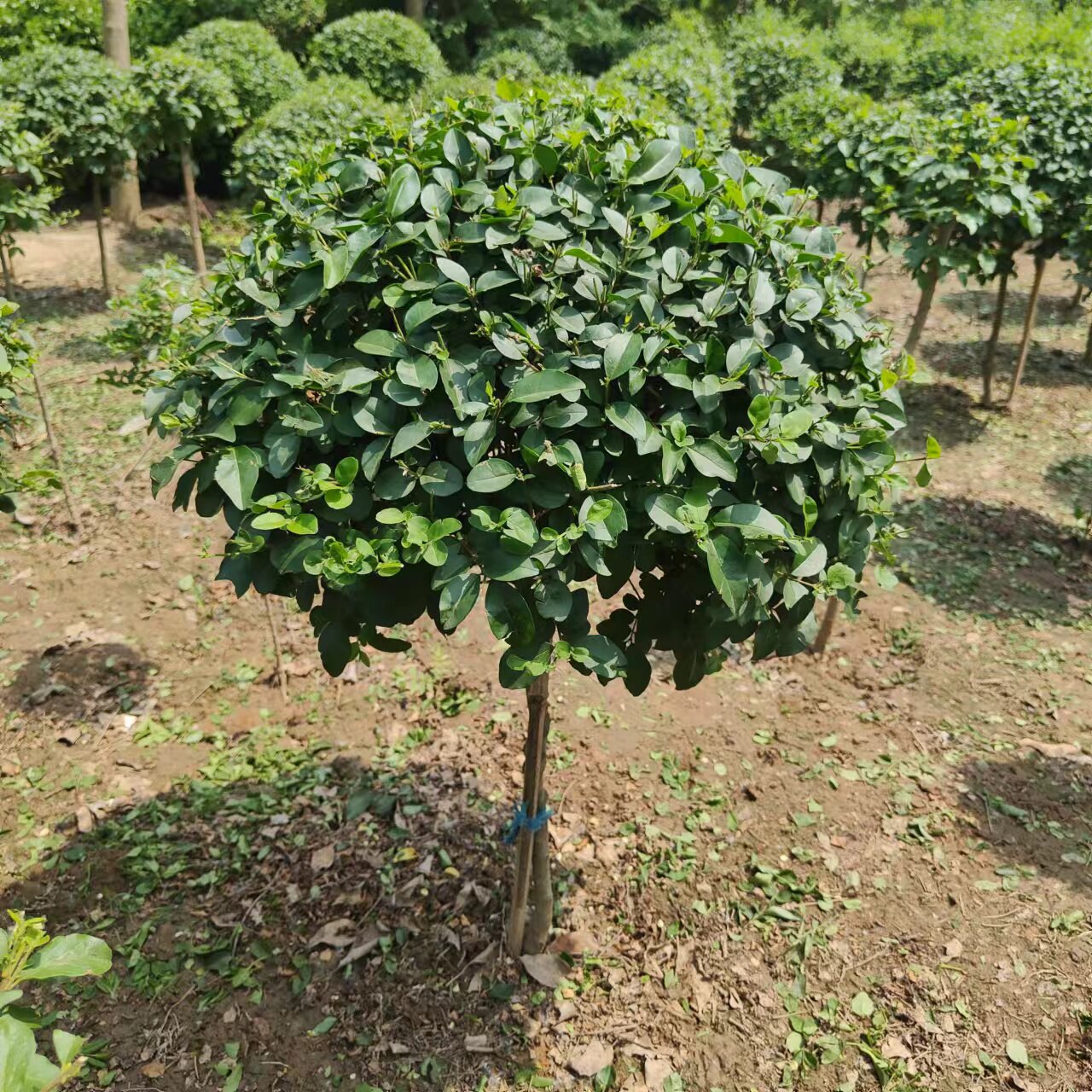 小叶女贞棒棒糖树苗亮晶女贞造型树别墅庭院花镜耐寒四季常青