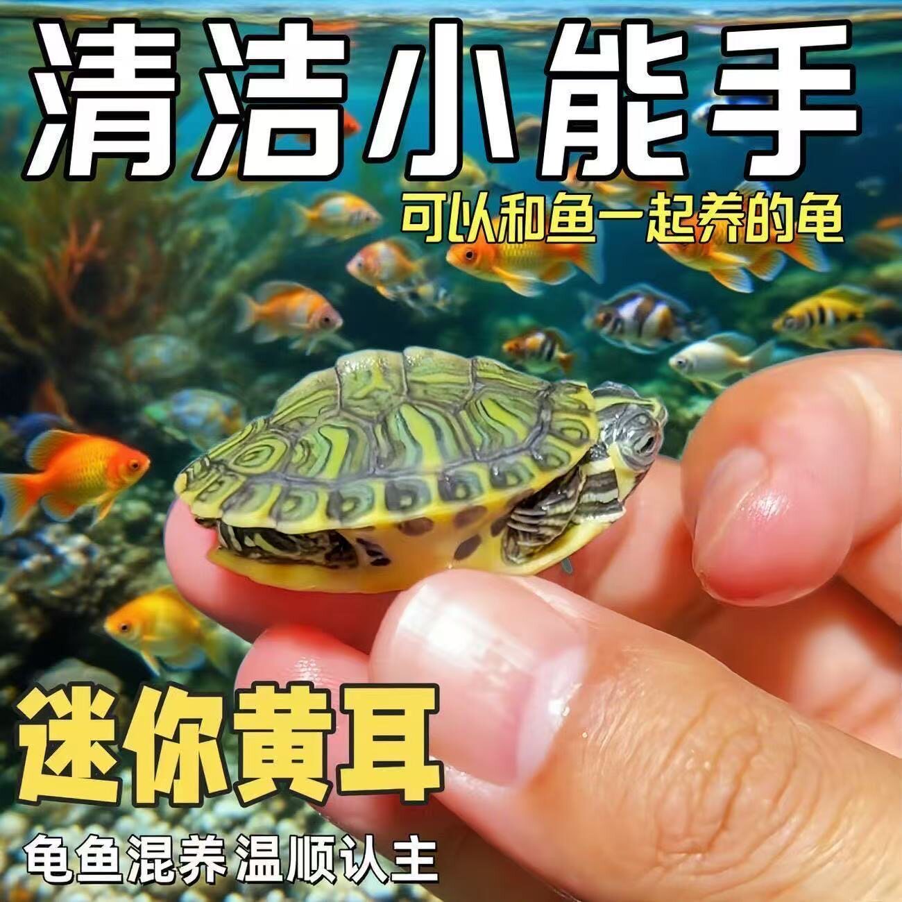 黄耳龟幼体活体鱼缸混养基因纯正
