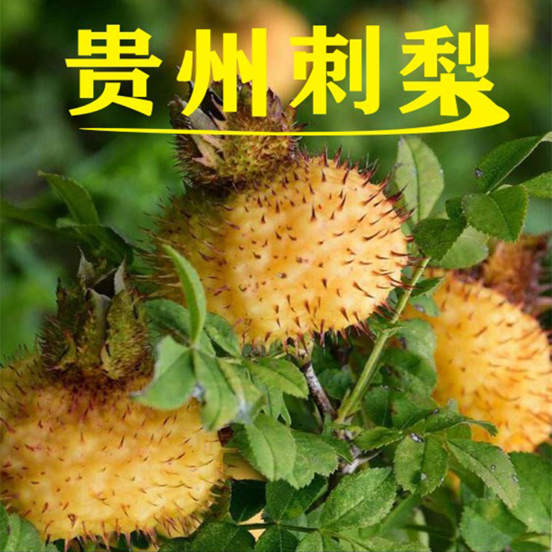 贵州刺梨新鲜水果泡水泡茶泡酒煮粥食用农产品现摘vc王七成熟鲜果
