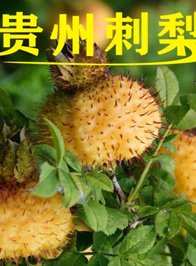贵州刺梨新鲜水果泡水泡茶泡酒食用农产品现摘维生素VC王生吃鲜果