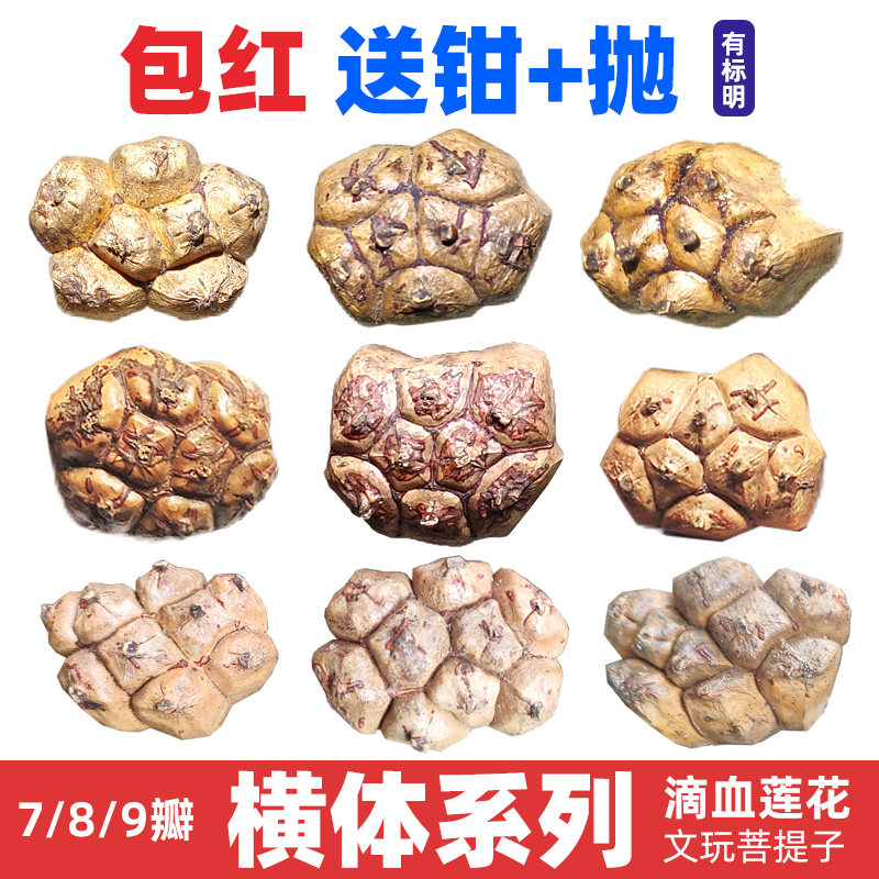 禅悦缘【横体 系列】滴血莲花原籽 菩提子文玩手串毛料包红 包邮