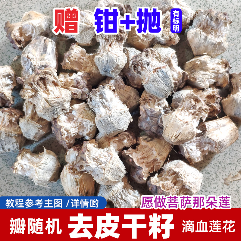 滴血莲花去皮原籽菩提子