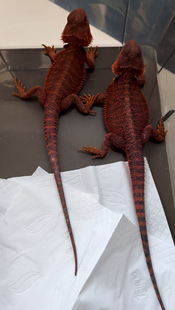 鬃狮蜥蜴爬宠宠物 黑红果冻隐白甲 小亚成种公 自繁自销 血统苗子