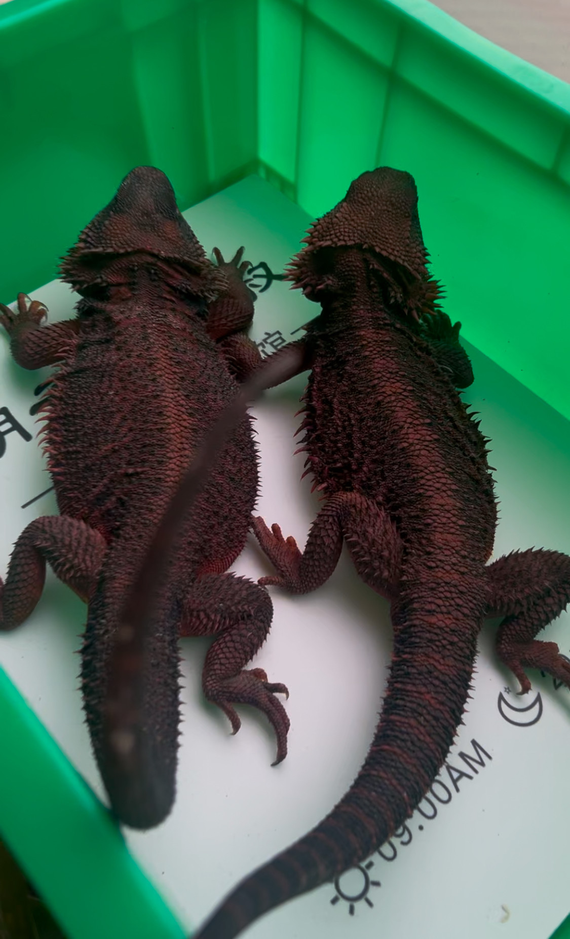 超白德血红系普通苗练手苗男朋友礼物特色爬宠可爱宠物