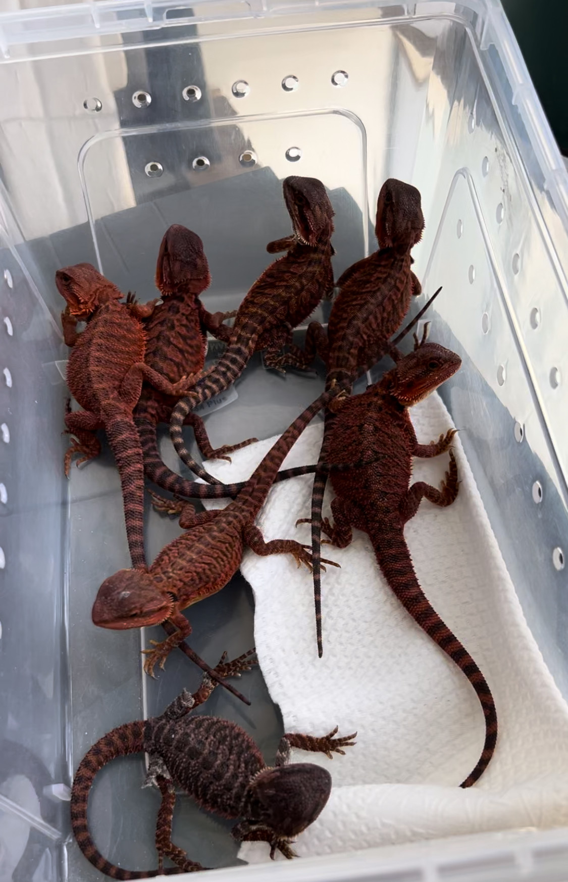 自繁精品鬃狮蜥蜴幼体大苗活体宠物爬宠苗子红系黄系超白