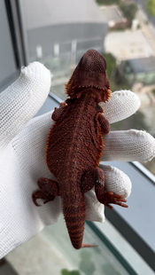 蜥蜴黑红系超白隐白幼体大小公母鬃狮蜥蜴蜥蜴宠物