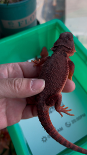 入门级爬宠抖音网红可爱红系柑橘超白温顺不咬人