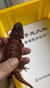 新手入门爬宠鬃狮蜥蜴血红深红黑红系幼体大小公母都有包活