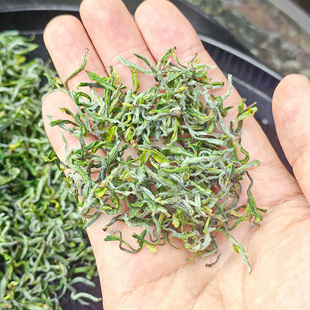 乐茁【明前高档迎霜】兰花香浓-金奖惠明茶2026新茶景宁手工绿茶