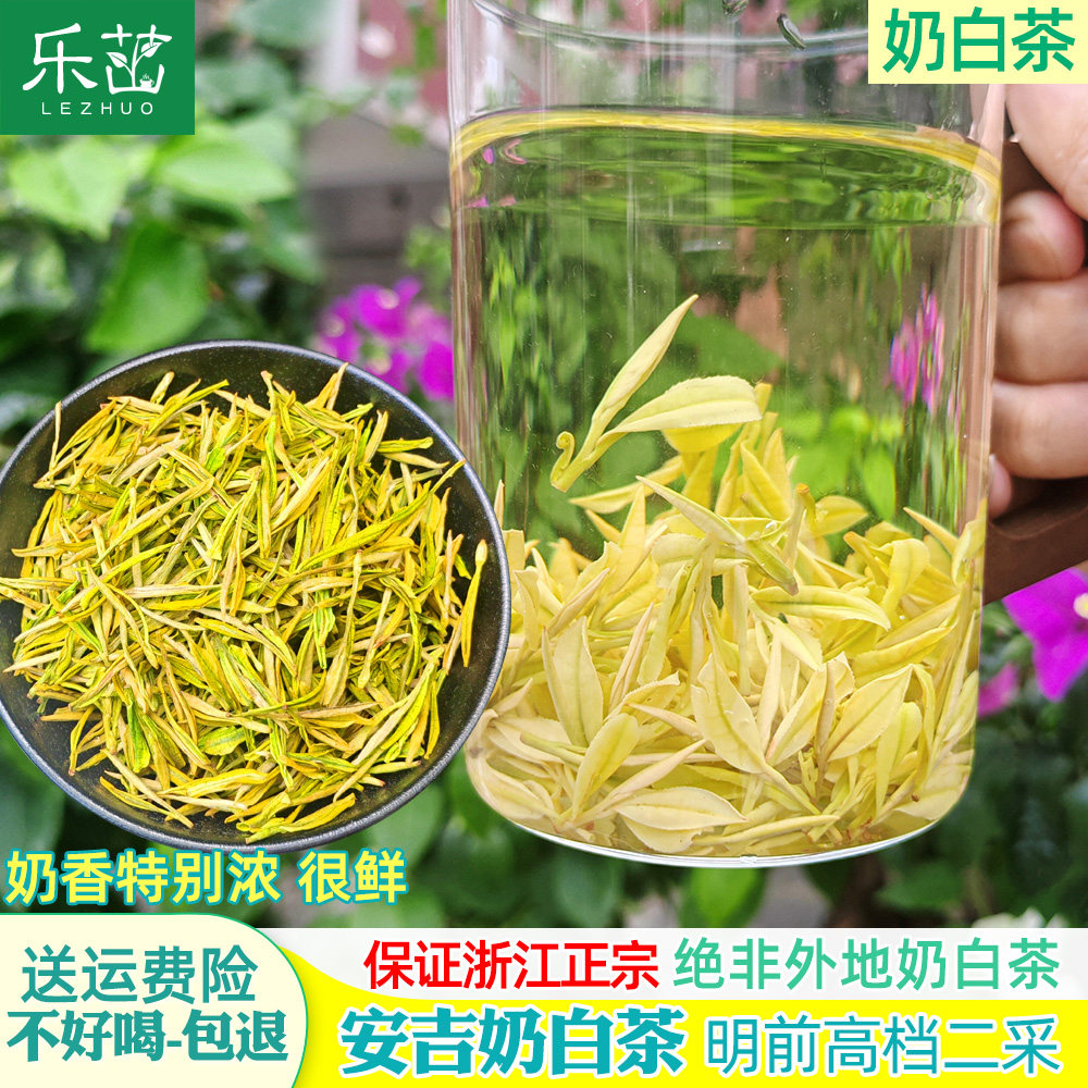 乐茁奶白茶 奶香浓 开园明前二采高档2026年新茶安吉极白高山茶叶图片