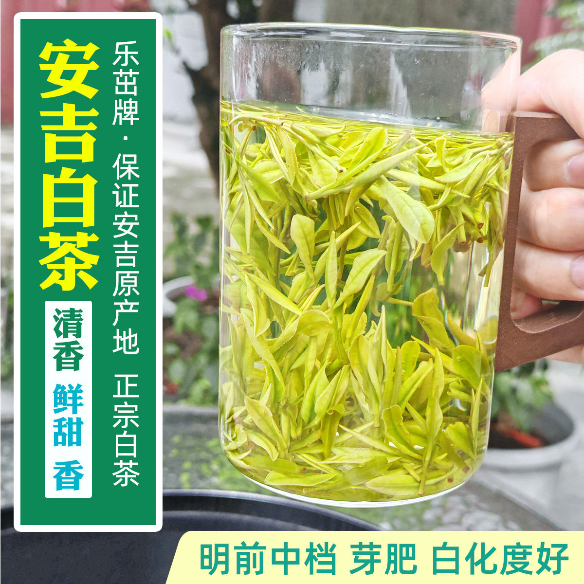 乐茁【明前中档 安吉白茶】清香鲜嫩爽-2026新茶正宗珍稀白茶绿茶