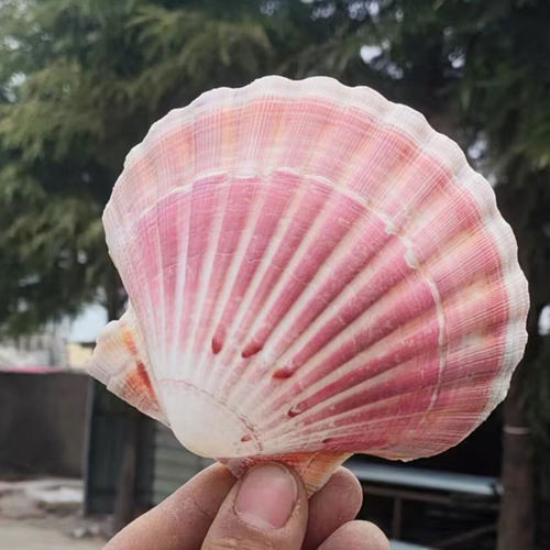 天然大海螺贝壳DIY手工彩色贝壳墙贴鱼缸造景装饰贝壳书本便签书