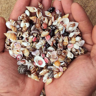 天然海螺贝壳手工迷你小海螺