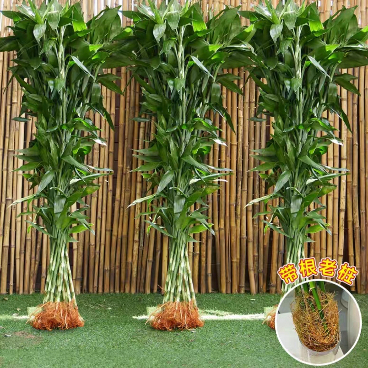 带根招财竹风水竹盆栽