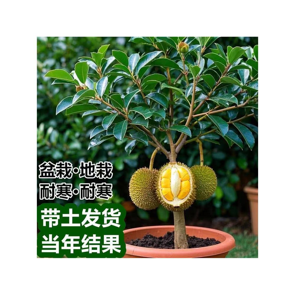 榴莲树苗泰国嫁接金枕猫山榴莲果