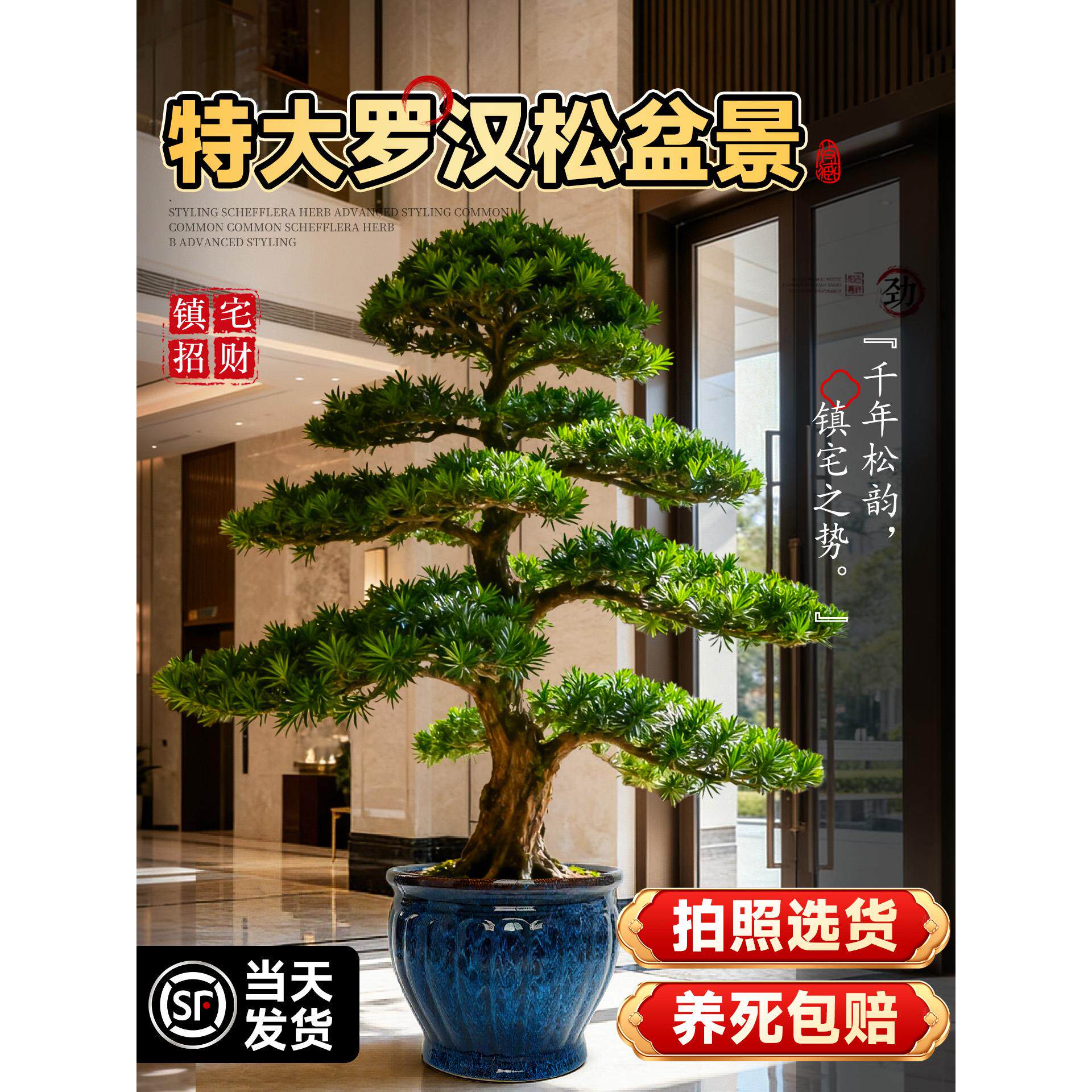 特大罗汉松盆景迎客松真树庭院造型老桩旺宅风水树室内外四季好养,鲜花速递/花卉仿真/绿植园艺,造型盆景,淘宝优惠券,粉丝福利购,淘宝优惠卷