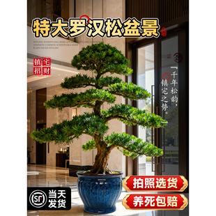 特大罗汉松盆景迎客松真树庭院造型老桩旺宅风水树室内外四季好养