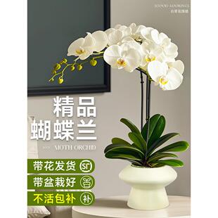 蝴蝶兰带花盆栽花苗带花苞花剑兰花卉室内客厅阳台绿植四季好养活