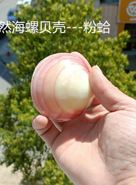 热卖天然大海螺贝壳粉蛤扇贝地台家居装饰收藏鱼缸水族海星珊瑚