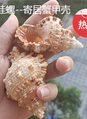 包邮天然海螺贝壳蛙螺石头螺寄居蟹甲壳家居鱼缸地台收藏装饰礼品