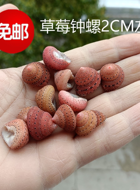 包邮天然海螺贝壳草莓钟螺家居摆件海岛收藏纪念品拍摄道具珊瑚