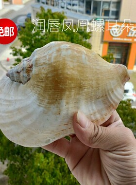 包邮天然贝壳海螺润唇凤凰螺耳朵螺家居装饰客厅摆件收藏礼品海星