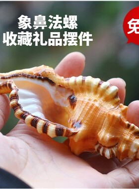 包邮天然海螺贝壳象鼻螺虎头螺标本螺收藏水族鱼缸家居装饰珊瑚