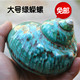 寄居蟹甲壳卷贝鱼珊瑚 包邮 天然大贝壳海螺珊瑚绿蝾螺DIY鱼缸水族