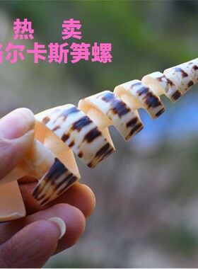 热卖天然海螺贝壳地中海家居装饰摆件洛尔卡斯笋螺海岛礼品纪念品
