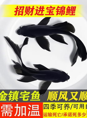 黑金锦鲤黄金龙凤锦鲤观赏鱼苗长尾好养耐活金鱼红白昭和锦鲤易活