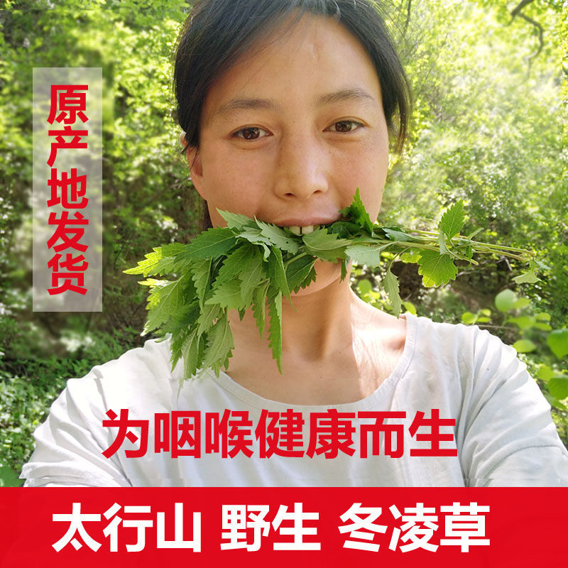 冬凌草茶冰冰柴 冬凌草 咽喉茶 润喉茶 下火茶 养生茶 500克下火