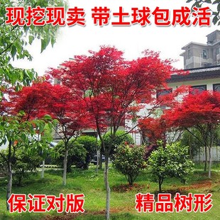 红庭院绿化红枫红舞姬盆栽 红枫树苗日本红枫美国红枫苗中国红四季
