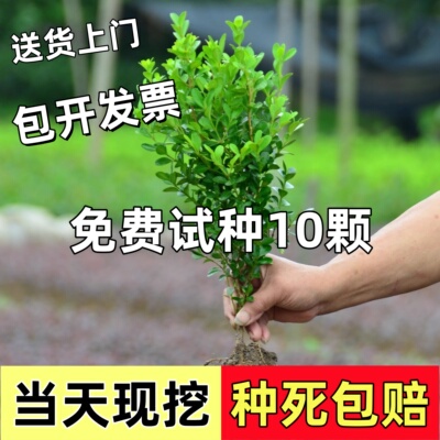 小叶黄杨苗北海道黄杨苗冬青苗金边黄杨庭院别墅绿化苗木四季常青