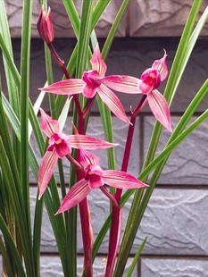 浓香型好养老品种兰花春剑都江红素露天阳台客厅庭院绿植盆栽兰花