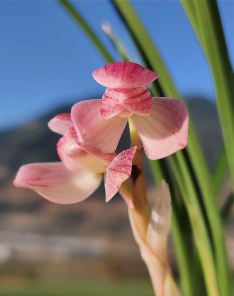 当年开花浓香老品种莲瓣兰粉荷四季好养室内阳台客厅庭院绿植盆栽,鲜花速递/花卉仿真/绿植园艺,国兰/杂交兰/洋兰类,淘宝优惠券,粉丝福利购,淘宝优惠卷