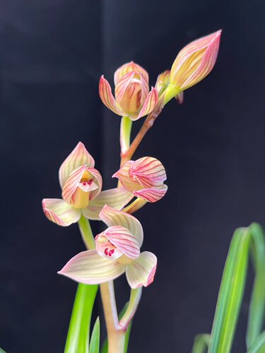 包活好养浓香老品种莲瓣兰蟠桃圣荷露天室内阳台客厅庭院绿植盆栽