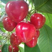 山东大樱桃当季 包邮 新鲜水果当季 烟台拉宾斯现摘孕妇大果水果露天