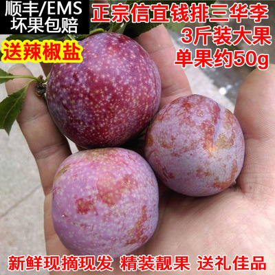 大果新鲜正宗信宜钱排银妃三华李