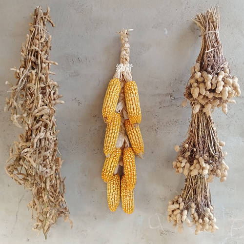 真实黄豆玉米花生挂件玉米麦穗高粱农家乐装饰农作物五谷丰登挂饰