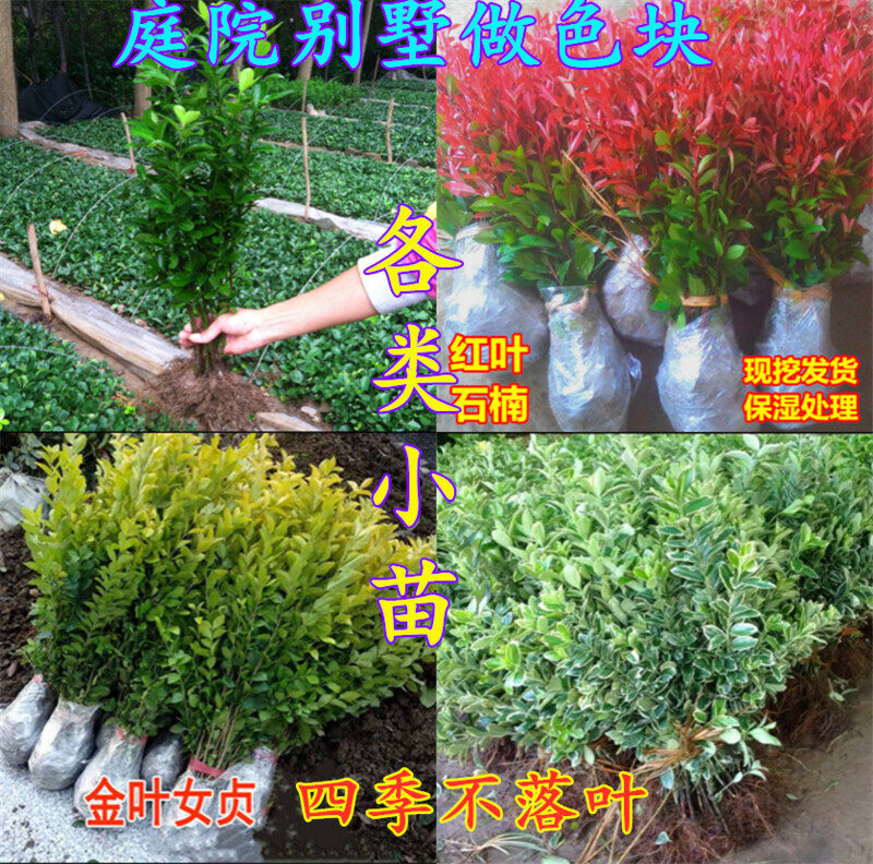 冬青树苗大叶黄杨小苗冬青苗庭院绿篱围墙篱笆苗四季青绿化树苗