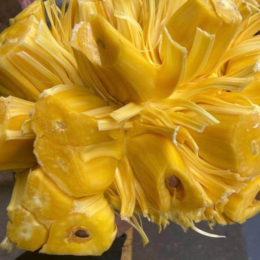 海南菠萝蜜